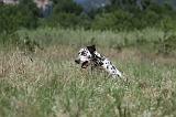 DALMATIEN 335